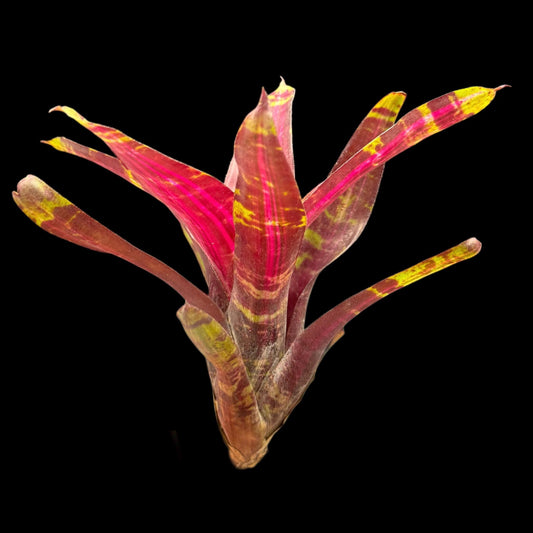Neoregelia Voodini
