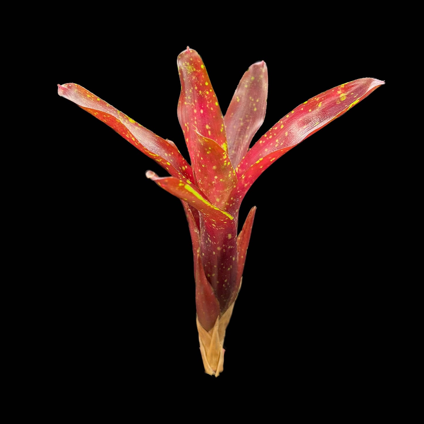 Neoregelia Ruby Throat