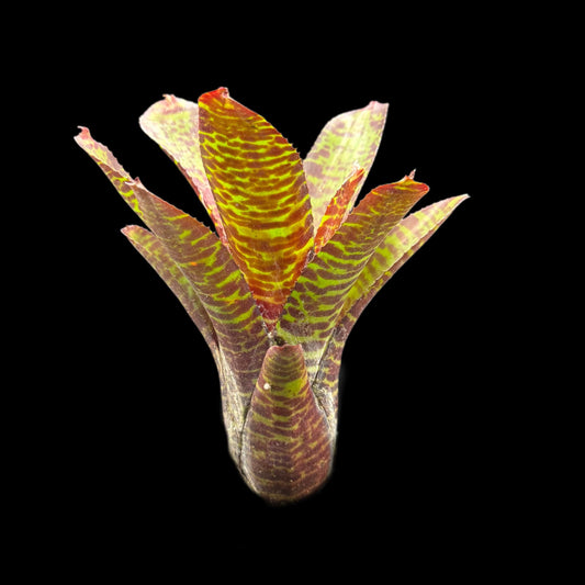 Neoregelia Licorice Twist