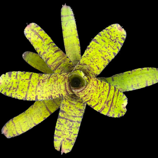Neoregelia Hannibal Lecter F2
