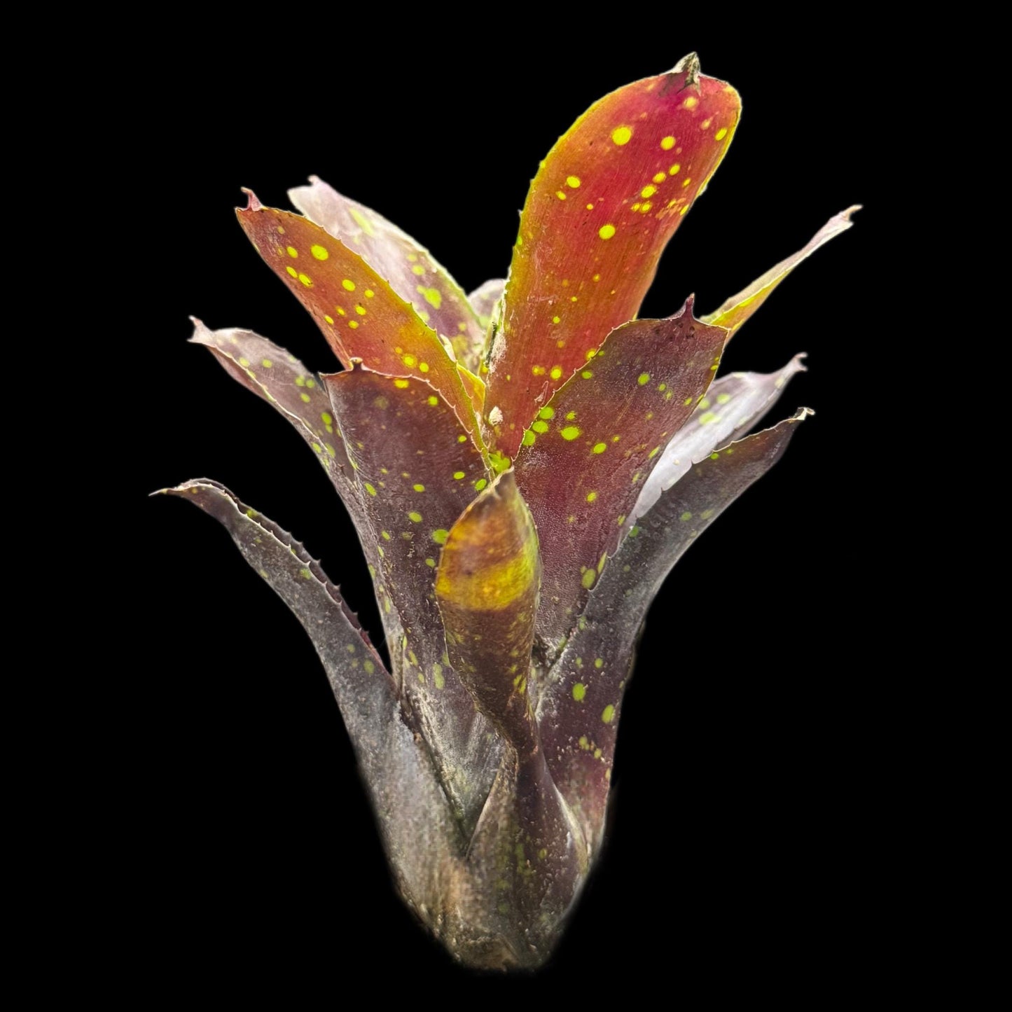 Neoregelia Domino