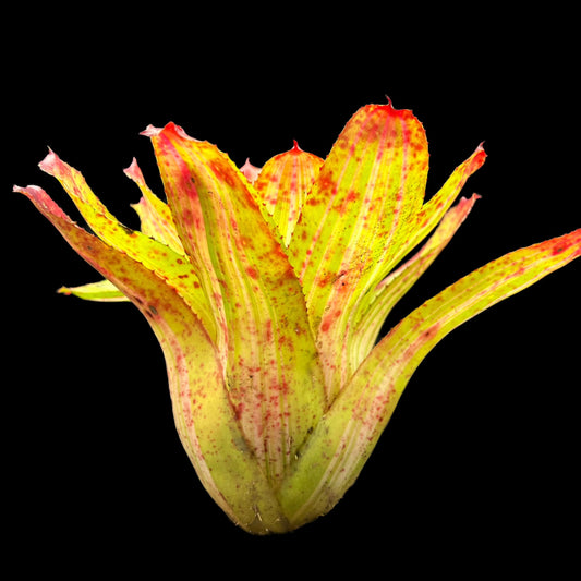 Neoregelia Chili Verde