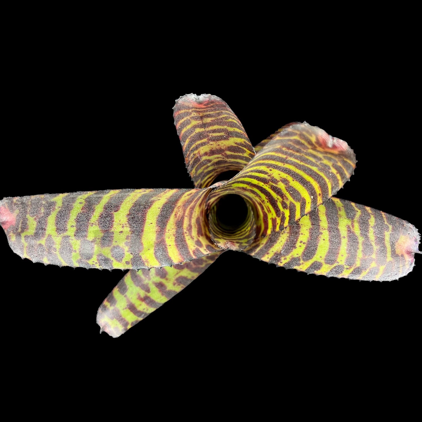 Neoregelia Hannibal Lecter