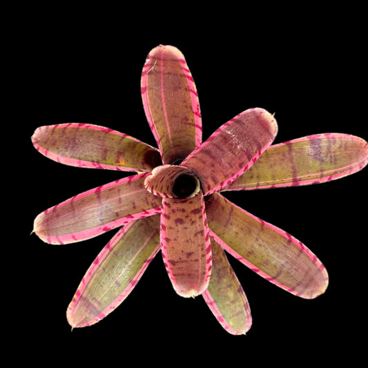 Neoregelia Avant Garde
