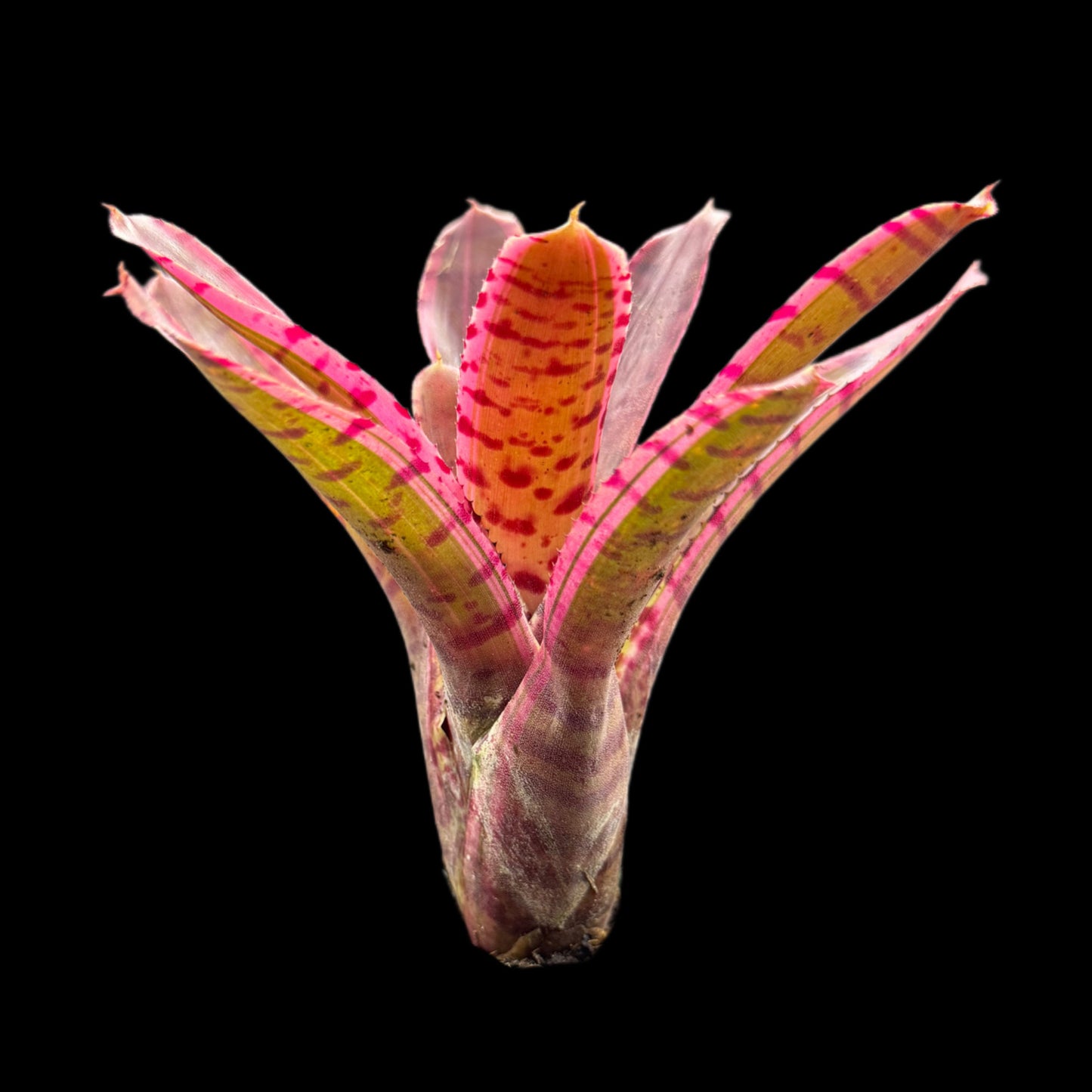 Neoregelia Avant Garde