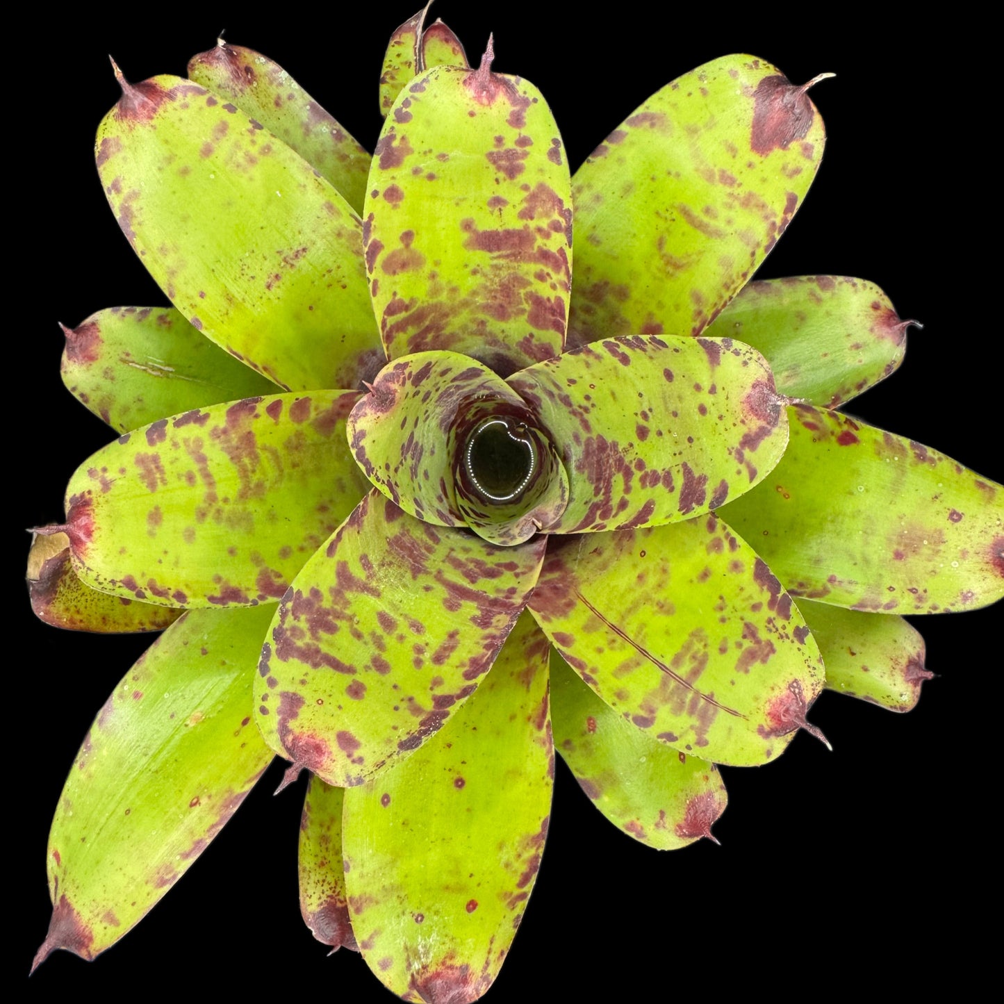 Neoregelia Blueberry Muffin X Smithii