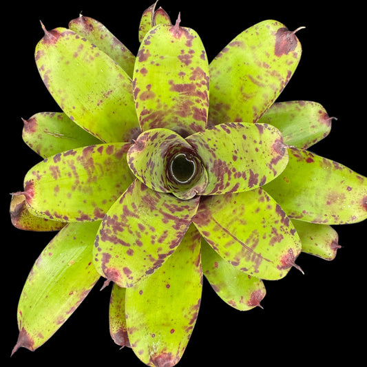 Neoregelia Blueberry Muffin X Smithii