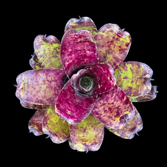 Neoregelia Blueberry Pie