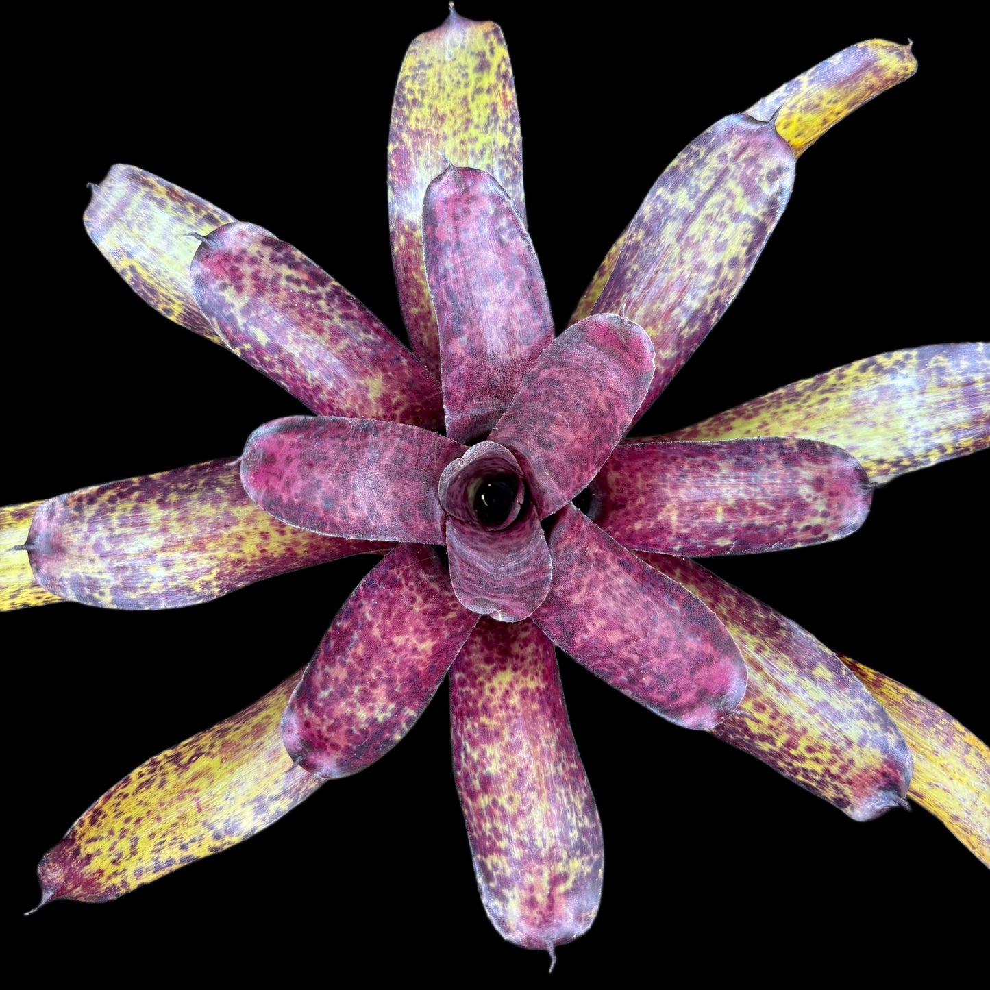 Neoregelia Blueberry Tart