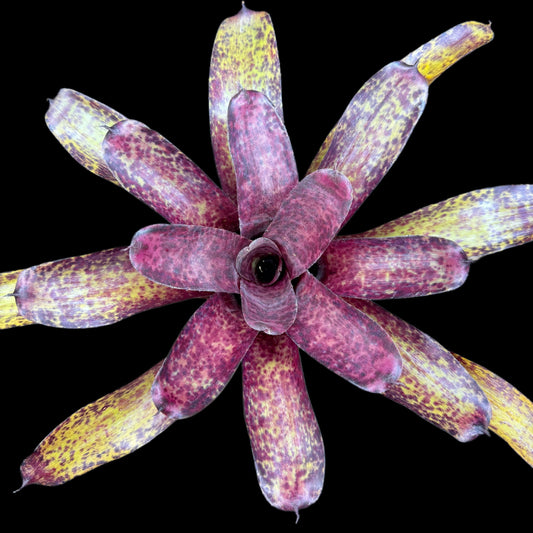 Neoregelia Blueberry Tart