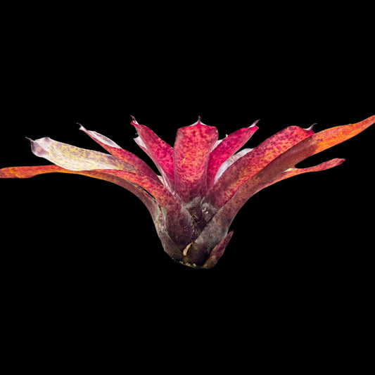 Neoregelia Blueberry Tart