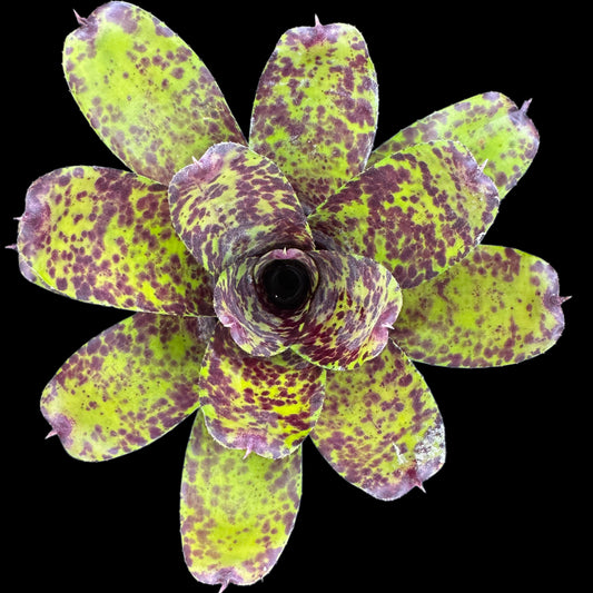 Neoregelia Caviar