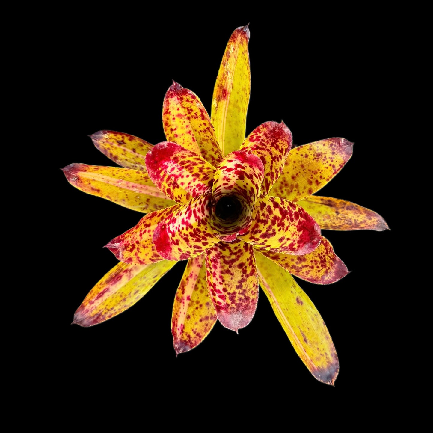 Neoregelia Chrissy