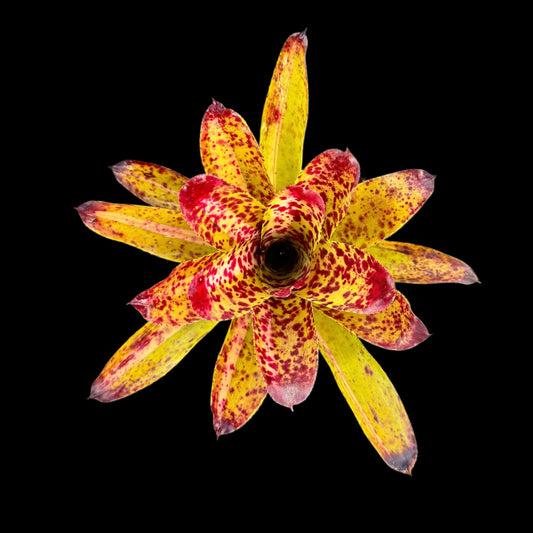 Neoregelia Chrissy