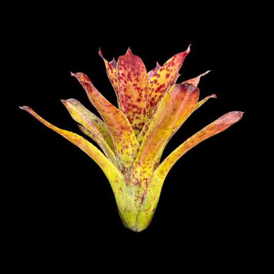 Neoregelia Chrissy