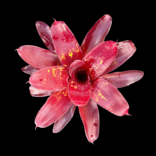 Neoregelia Cyanea X Gazpacho