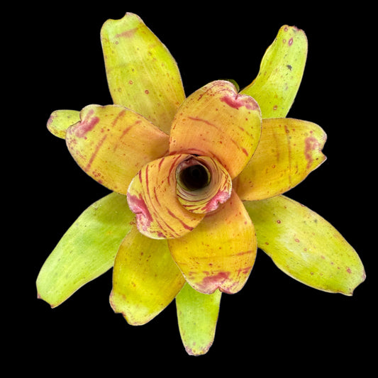 Neoregelia Dulce De Leche
