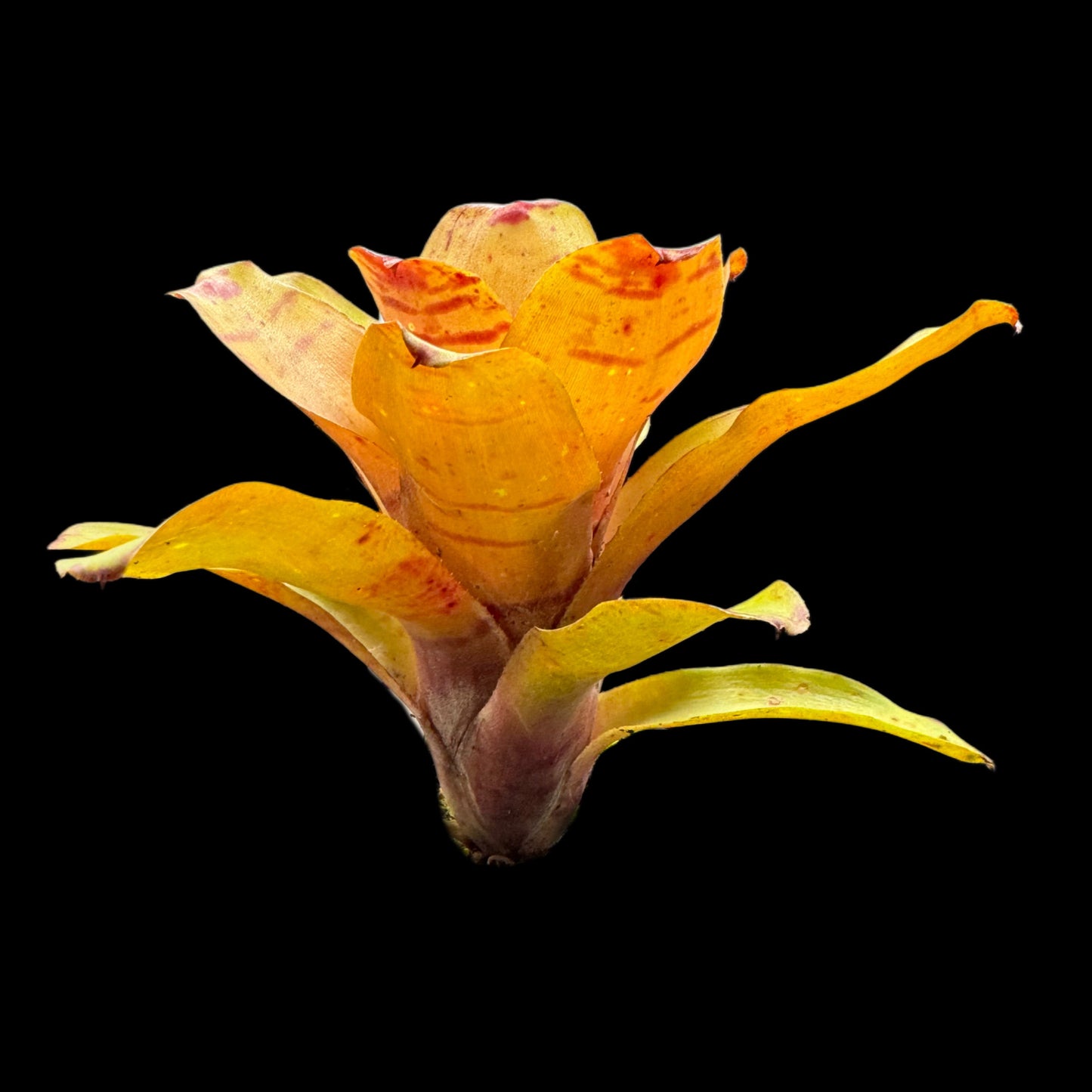 Neoregelia Dulce De Leche