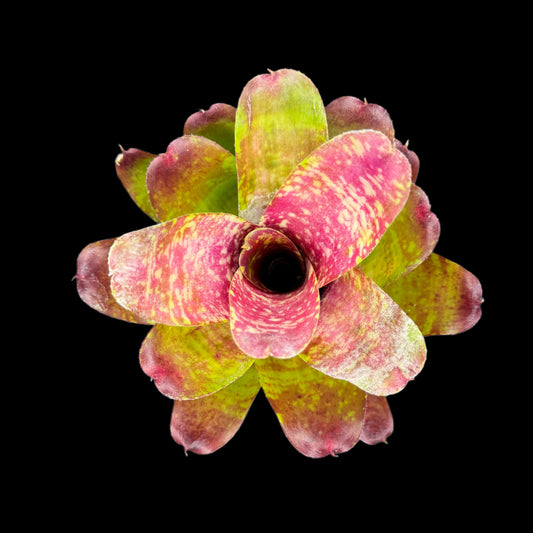 Neoregelia Easter Egg