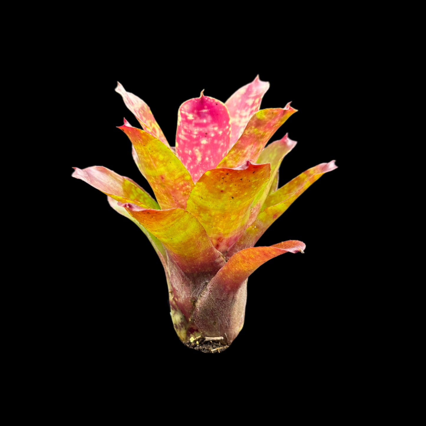 Neoregelia Easter Egg
