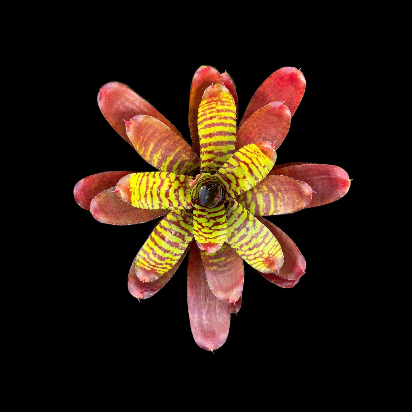 Neoregelia Fever Pitch