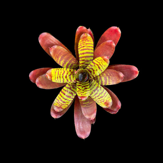 Neoregelia Fever Pitch