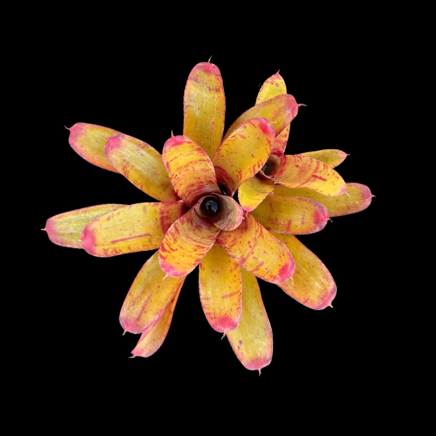 Neoregelia Focus