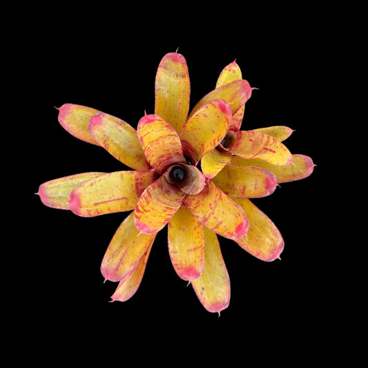 Neoregelia Focus