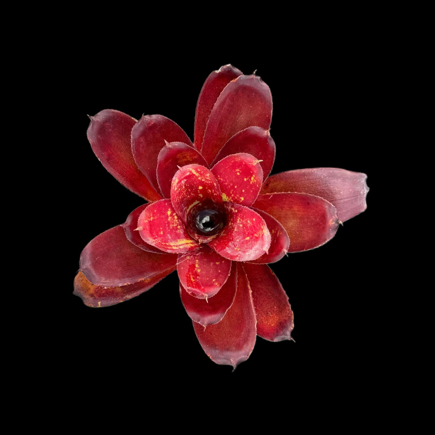 Neoregelia Gene McKenzie