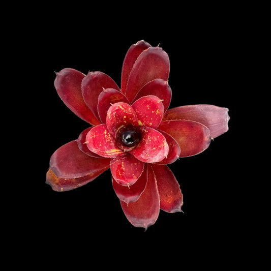 Neoregelia Gene McKenzie