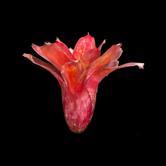 Neoregelia Gene McKenzie