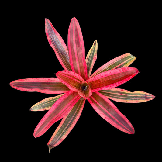 Neoregelia Heat Wave
