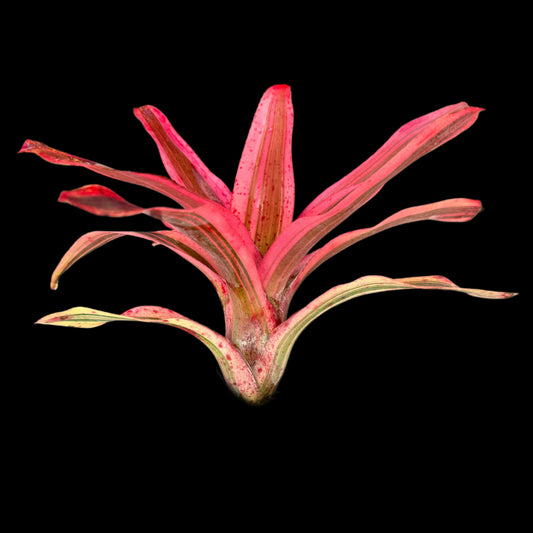 Neoregelia Heat Wave