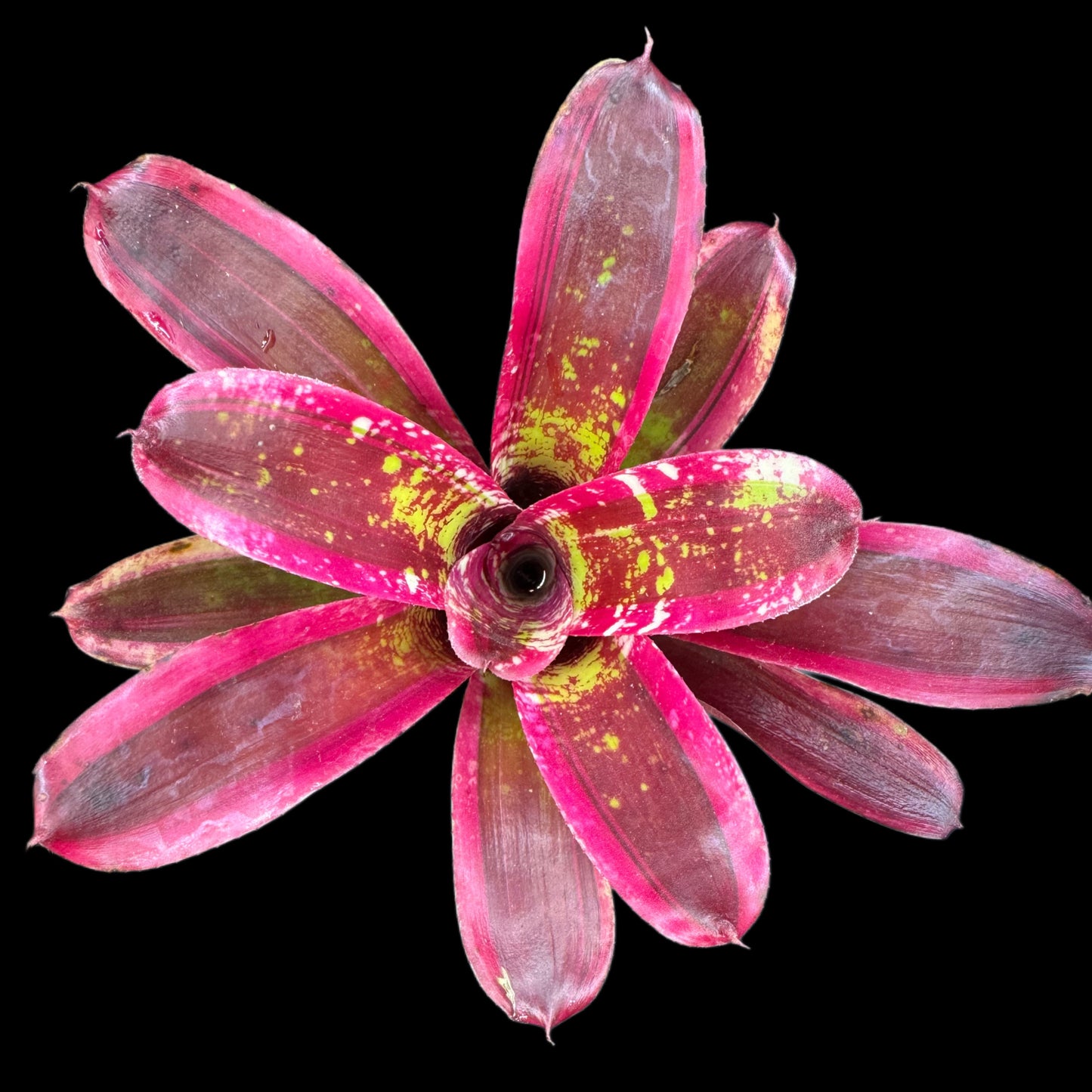 Neoregelia Jabberwock