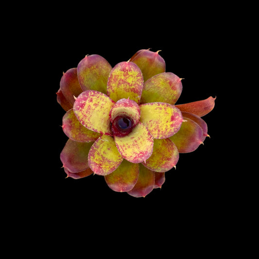 Neoregelia Janet Sue