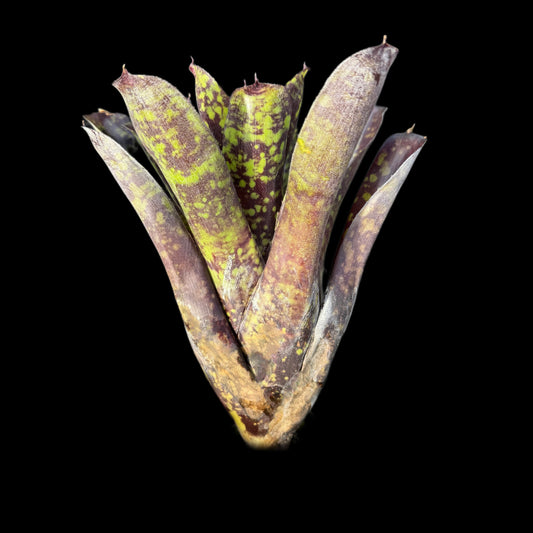 Neoregelia Krampus