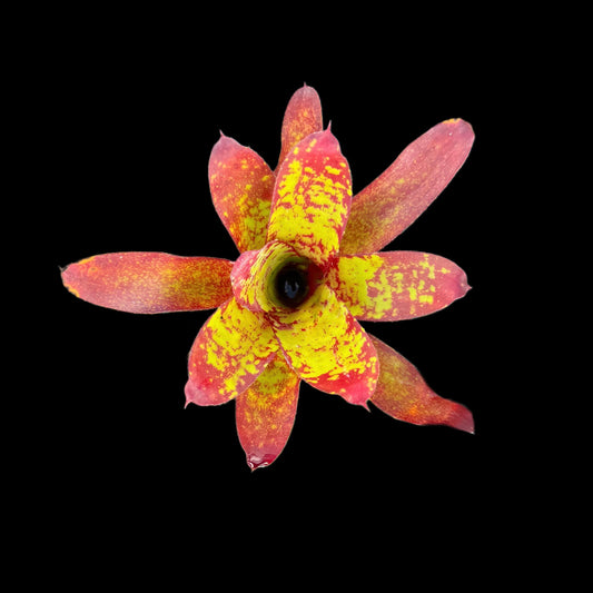 Neoregelia Lillipooh
