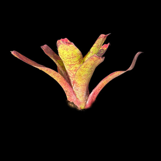 Neoregelia Lillipooh