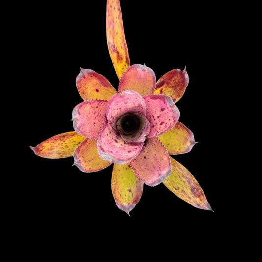 Neoregelia Melandonta X Pauciflora