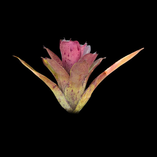 Neoregelia Melandonta X Pauciflora