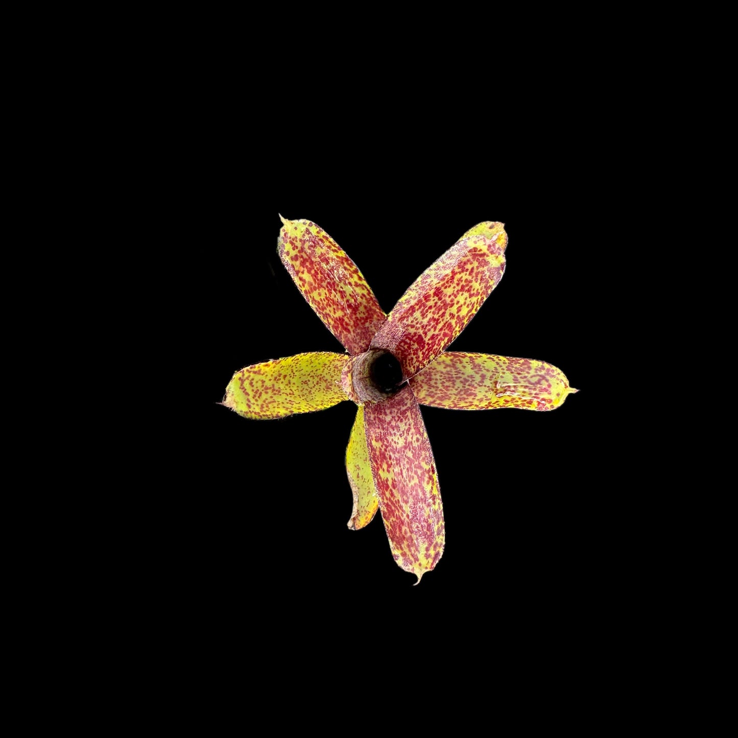 Neoregelia Midget