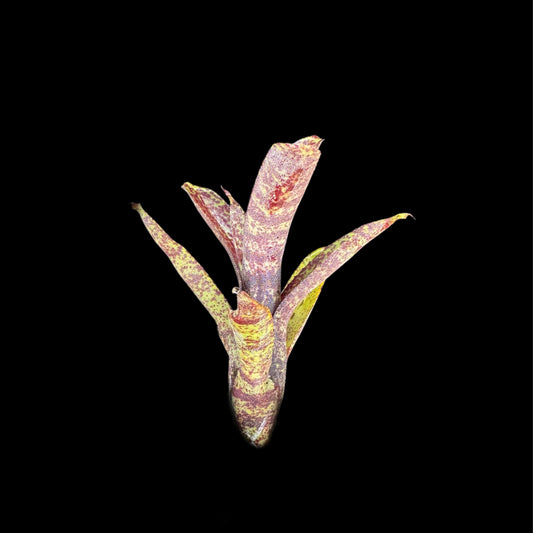 Neoregelia Midget