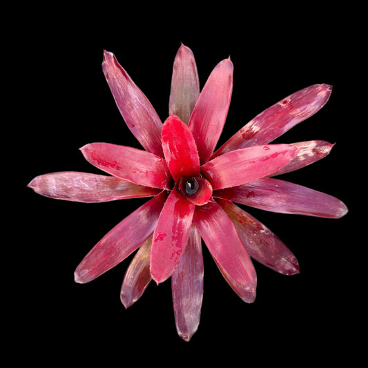 Neoregelia Red Bird