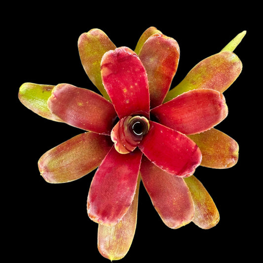 Neoregelia Ritzy Red