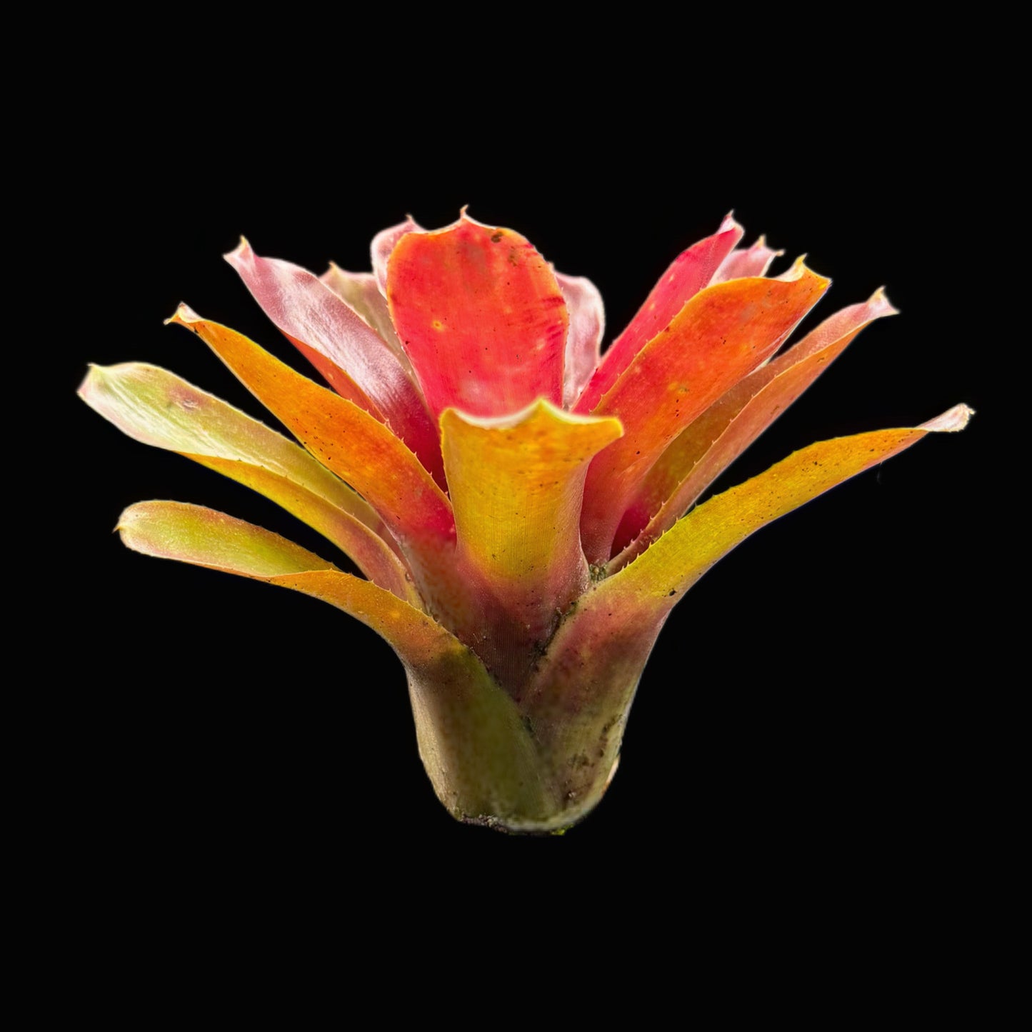 Neoregelia Ritzy Red