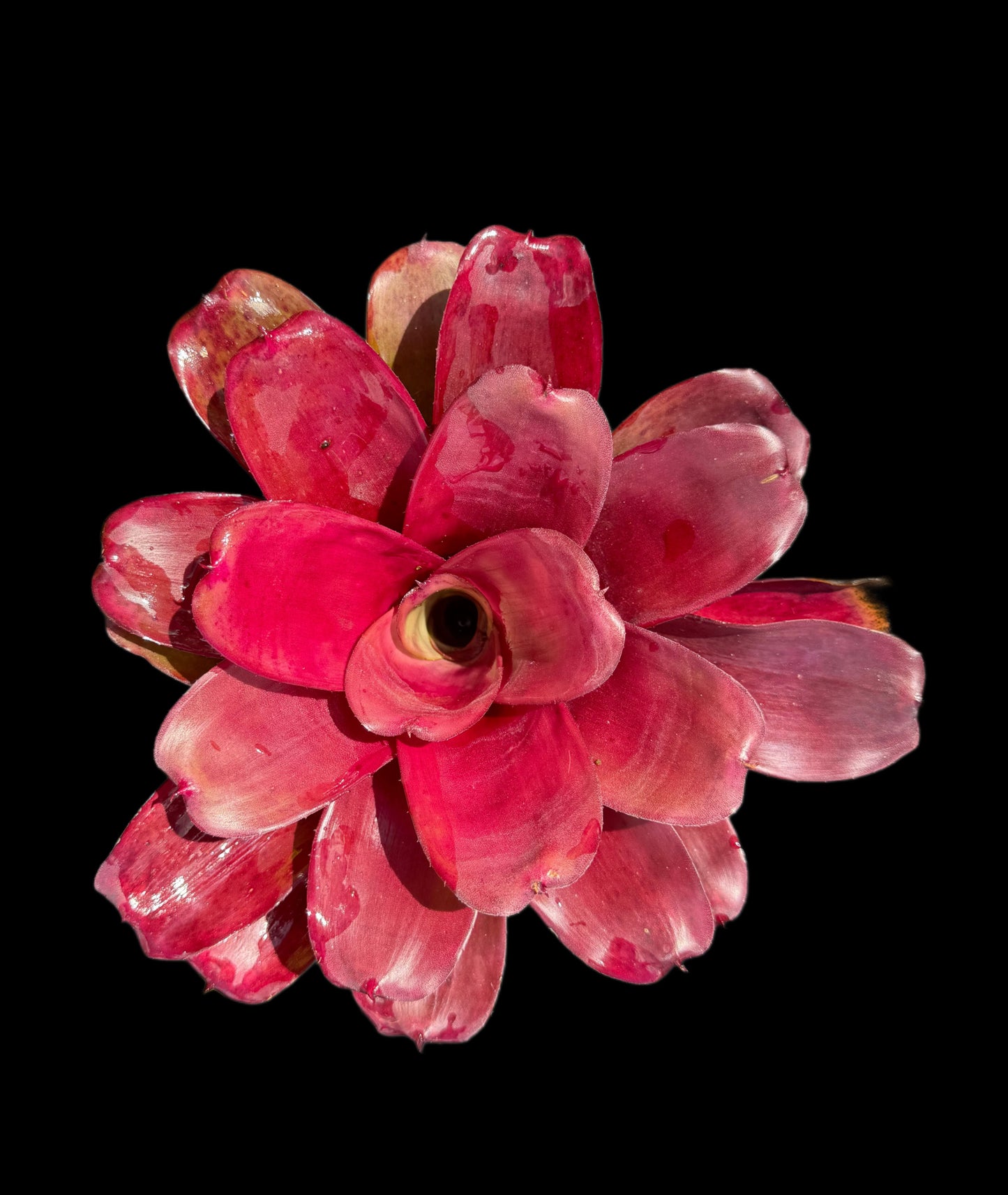 Neoregelia Ronald