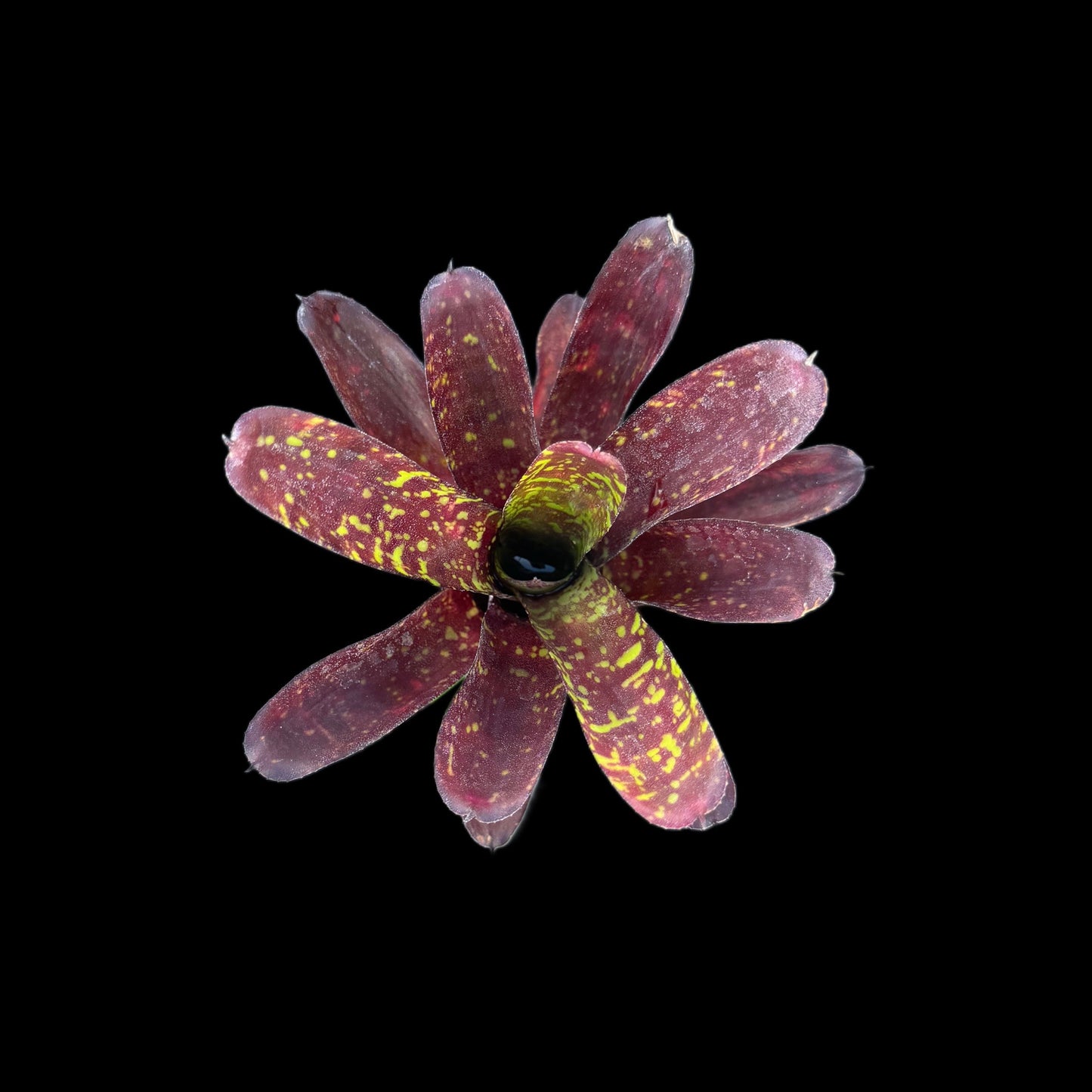 Neoregelia Snickerdoodle