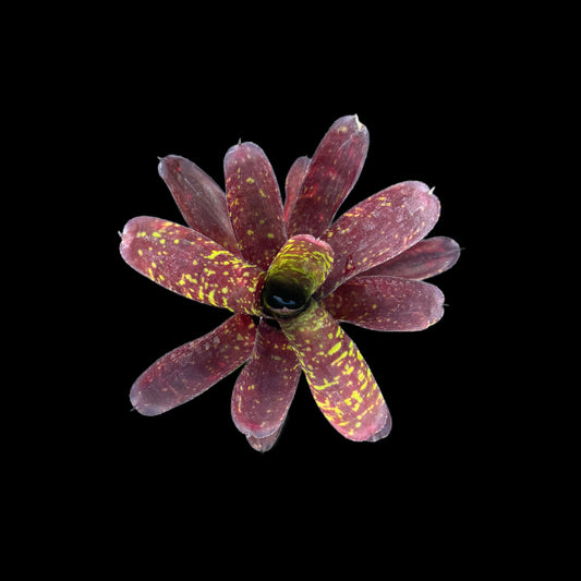 Neoregelia Snickerdoodle