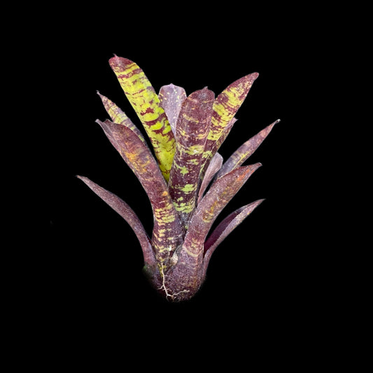 Neoregelia Snickerdoodle