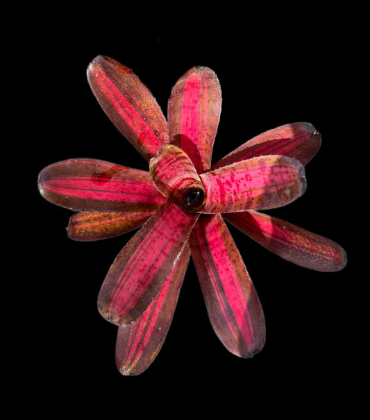 Neoregelia Star Blast